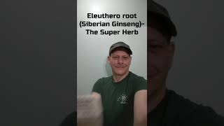 Eleuthero Root The Super Herb  Herbs Made Easy with The Herb Guy [upl. by Odetta]