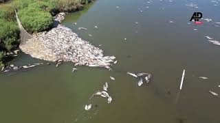 Mass fish dieoff strikes Orbetello lagoon in Tuscany [upl. by Kcirtemed]