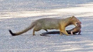 Mongoose Rips Out Lizards Eyes [upl. by Hannahoj]