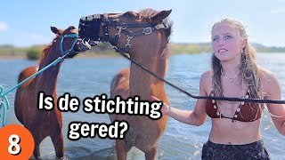 ZWEMMEN met PAARDEN 💦🐎 Blijft de stichting BESTAAN 😢 [upl. by Sola]