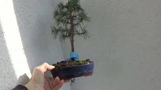 Bonsai Atlaszeder Cedrus atlantica [upl. by Dede]