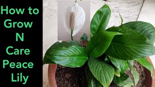 How to grow n care peace lily plant common houseplants care in hindi [upl. by Eneryc]