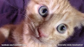 Cute Ginger Kitten Meowing amp Purring While Attacking [upl. by Neliak]