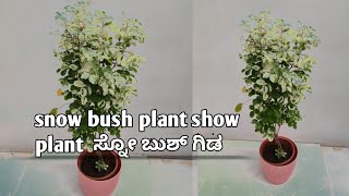 snow bush plant show plant ಸ್ನೋ ಬುಶ್ ಗಿಡ Shri Ambika nursery [upl. by Tad]