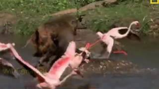 Hyena vs Baboon Real Fight [upl. by Ihc]