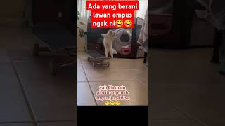 ada yang berani lawan empus ngak nicat kucing tingkahlucukucing tingkahlakukucing [upl. by Henig]