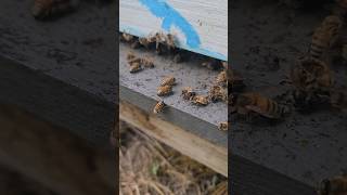 Live Varroa mite [upl. by Anayra]