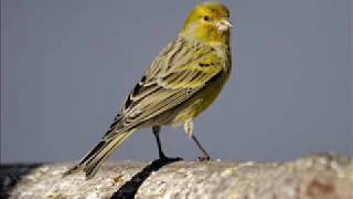 véritable chant du serin des îles canaries [upl. by Hanala981]