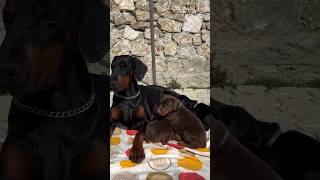 doberman dobermanpinscher puppies dobermanattack dobermanbarking dogbreeds canecorso hunter [upl. by Erdah]