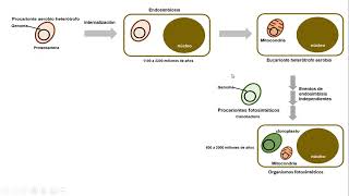 Endosimbiosis y el origen de las mitocondrias y cloroplastos  Parte 1 [upl. by Ysiad]