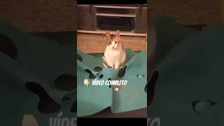 Sira😻la Gatita más ADORABLE💖Short Divertido de Gatos🐾Gato de Youtube catsofinstagram [upl. by Munsey4]