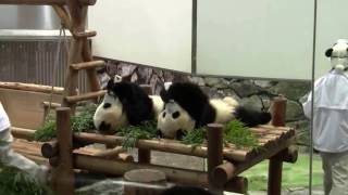 104 October 2011 Giant Panda Twin Cubs Kaihin and Youhin at Wakayama Japan Wake Up Time [upl. by Everett]