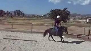 10hh Shetland Pony In Training [upl. by Hazrit]