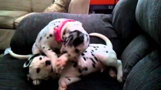 Dalmatian puppies play fighting [upl. by Lyret963]