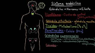 Resumen sobre las hormonas de las glándulas endocrinas  Fisiología del sistema endócrino [upl. by Neelhtak4]