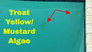 How to Treat Yellow Algae or Mustard Algae in Your Pool [upl. by Acinehs]