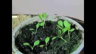 Dandelion TimeLapse [upl. by Henrion]