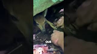 Ciervo bebe atrapado en un agujero [upl. by Ellebana955]