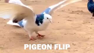 PIGEON FLIP 1 Hour [upl. by Oderfodog216]