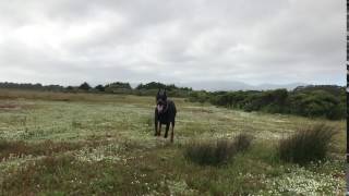 Doberman running in slow motion [upl. by Neerhtak]