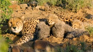 Hungry Cheetah Cubs Need To Eat  The Cheetah Family amp Me  BBC Earth [upl. by Mainis]