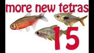 New Tetra Guide 15 more New tetras New Hyphessobrycon and Moenkhausia  Part 2  rare new tetras [upl. by Niwroc]