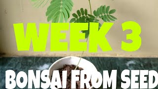 Memosa  Albizia Julibrissin bonsai  Bonsai from seed  Week 3 [upl. by Noellyn]