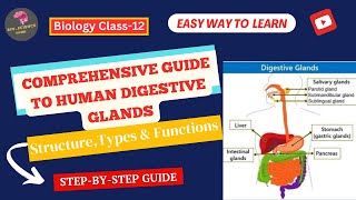 Human Digestive Glands Structure Types amp Functions Explained BioScience Guide [upl. by Esydnac749]