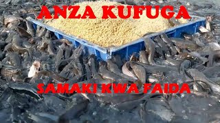 UFUGAJI WA SAMAKI KWENYE MABWAWA [upl. by Norita]