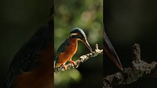 Photographing Kingfishers wildlife kingfisher [upl. by Eisdnil]