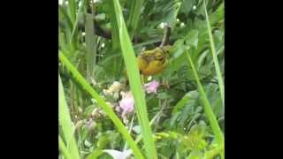 Les oiseaux de lile de La Réunion par Christian Aimar [upl. by Crockett]