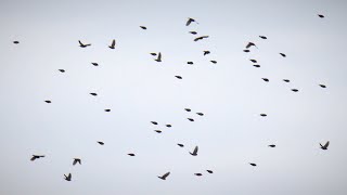 Pine Siskins and Other Birds Migrating Along Lake Michigans Shore [upl. by Assilac]