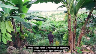 Farming for the Future Hear from 3 West African Cocoa Farmers [upl. by Sinnaiy850]