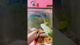 😂 ytshorts parroting funnyanimal talkingparrot funnybird parrottalking fish fishingvideo [upl. by Saxet]