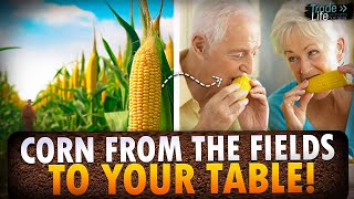 How corn gets from the fields to your table [upl. by Ennalorac]