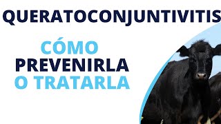 Tratamiento de queratoconjuntivitis infecciosa de los bovinos [upl. by Tjader]