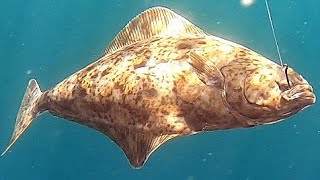 Halibut Galore  Norway  XLyngen  Anglers World [upl. by Luapnaej68]