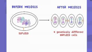 421 State that Meiosis is a reduction division [upl. by Ttenna979]