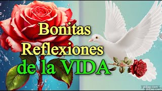 Las REFLEXIONES Mas BONITAS del Mundo Frases reflexión gratitud [upl. by Dorca504]