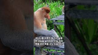 바나나를 먹으면 죽는 원숭이 코주부 원숭이Proboscis Monkey 동물 신기 [upl. by Setarcos478]