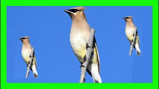 Cedar Waxwing Bird Song Call Chirp Sound Voice  Ampelis Americano Canto  Bombycilla Cedrorum [upl. by Annuhsal955]