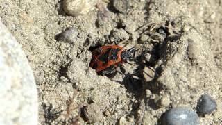 Die Feuerwanze Pyrrhocoris apterus wwwTierportraetch [upl. by Fanechka]