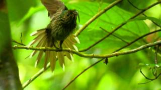 White tipped Sicklebill [upl. by Balbur569]