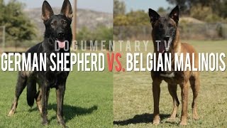 THE BELGIAN MALINOIS VS THE GERMAN SHEPHERD ELITE WORKING DOGS [upl. by Tsirhc]