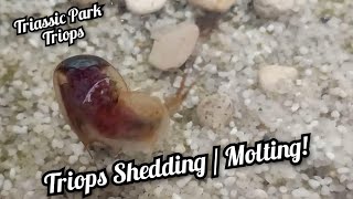 Triops  Triops Australiensis Green MoltingShedding the exoskeleton [upl. by Zertnom]