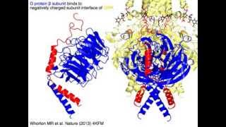 GIRK G protein coupled inwardly rectifying potassium channel [upl. by Acihsay]