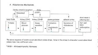 Regulatory Mechanisms of the Kidney [upl. by Bergstrom464]