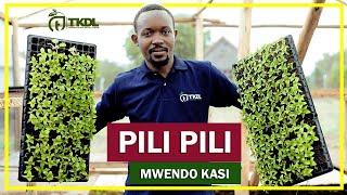 KILIMO CHA PILIPILI MWENDO KASI [upl. by Dorehs]