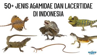 50 Jenis Kadal Agamidae dan Lacertidae di Indonesia [upl. by Elvia341]