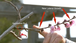 Peach Trees’ Unique Structure How They Grow Bloom and Fruit [upl. by Russel]